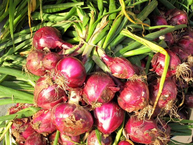 Tropea onions, Visit Calabria