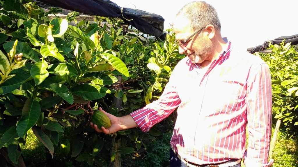 Consorzio del Cedro di Calabria