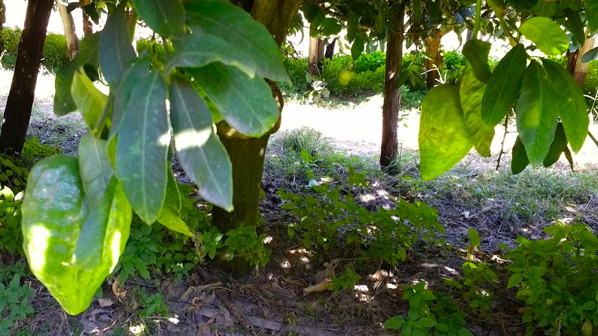 Citron, Calabria