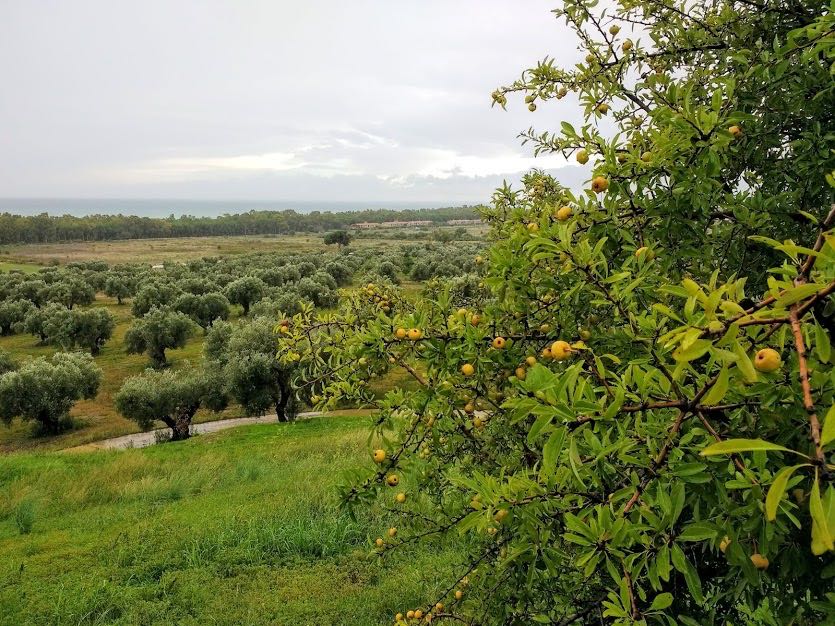 Parco Archeologico Scolacium