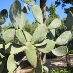 prickly pear cactus